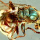 Un insecto cretáceo encontrado atrapado en ámbar.